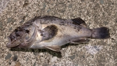 クロソイの釣果