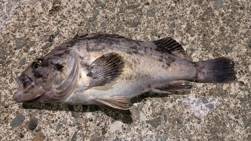 クロソイの釣果