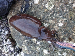 コウイカの釣果