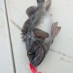 クロソイ