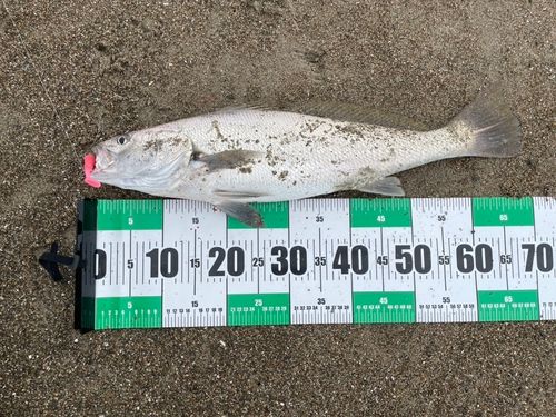 オオニベの釣果