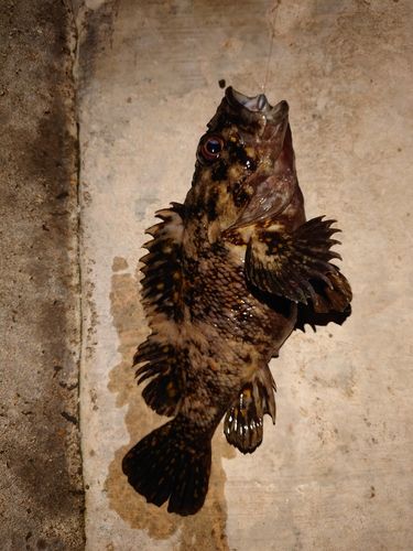 オウゴンムラソイの釣果