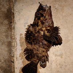 オウゴンムラソイ