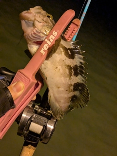 クエの釣果