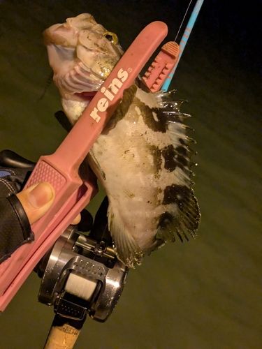 クエの釣果