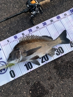 チヌの釣果