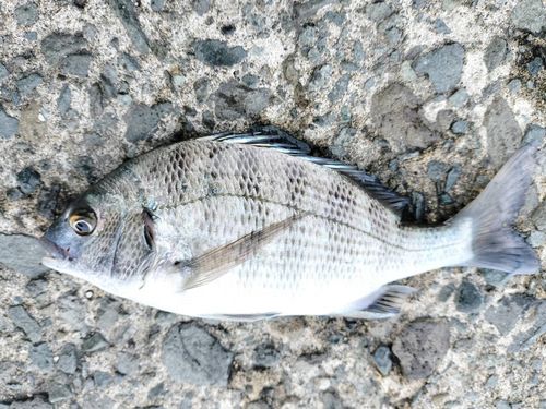 クロソイの釣果