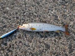 ウミアメの釣果