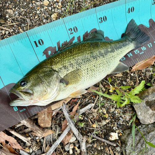 ブラックバスの釣果