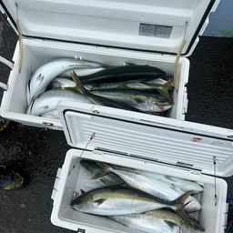 ワラサ