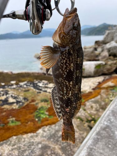 アイナメの釣果