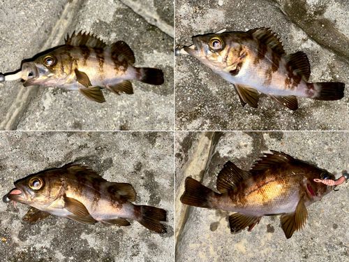 メバルの釣果