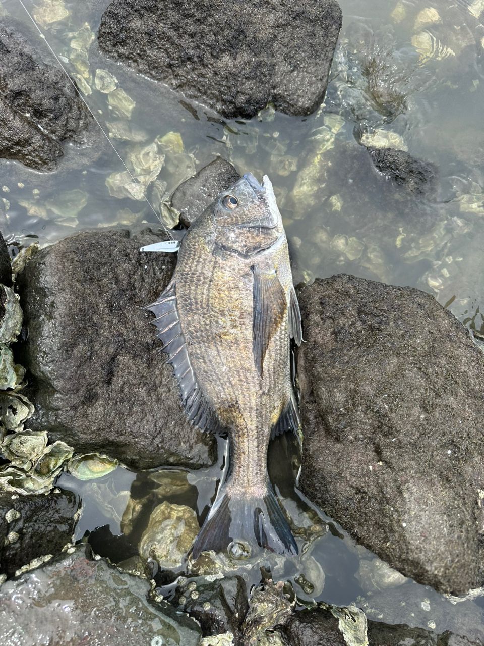 クロダイ