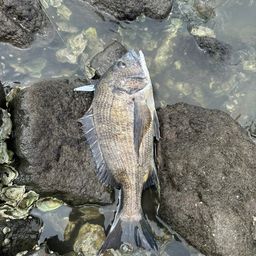 クロダイ