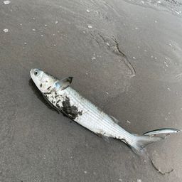 ボラ
