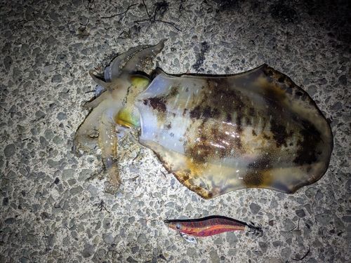 アオリイカの釣果