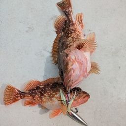 ウッカリカサゴ