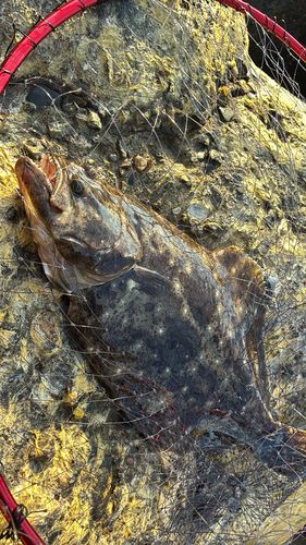 ヒラメの釣果
