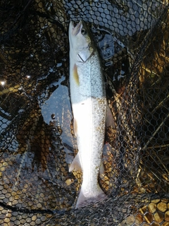イトウの釣果