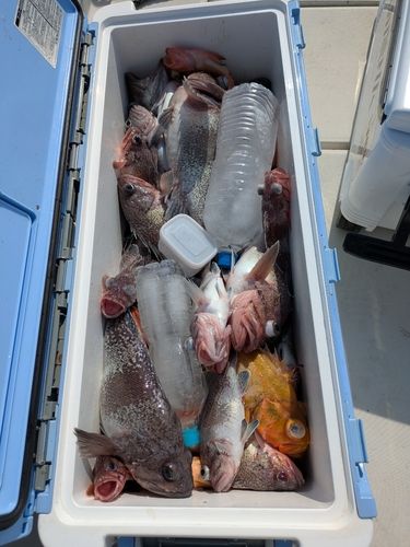 キツネメバルの釣果