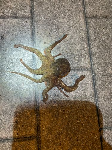タコ