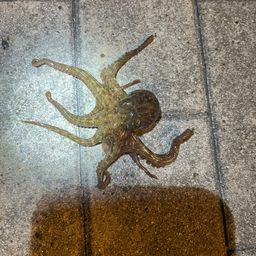 タコ