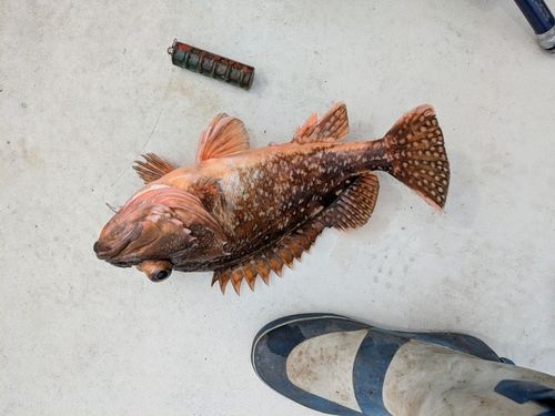 ウッカリカサゴの釣果