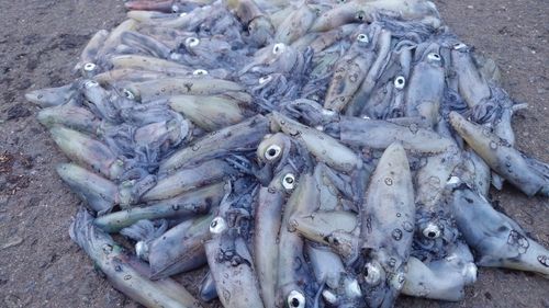 マメイカの釣果