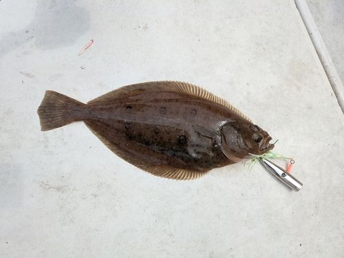 カレイの釣果