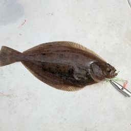 カレイ
