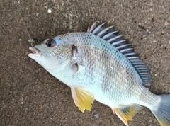 ナマズの釣果