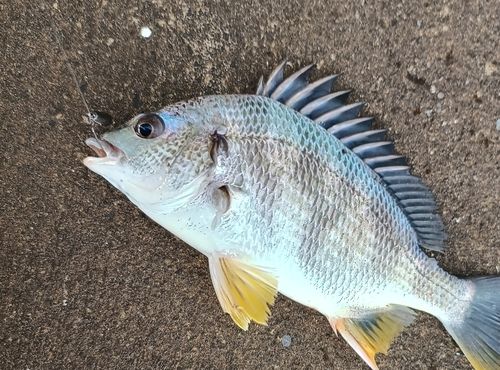 ナマズの釣果