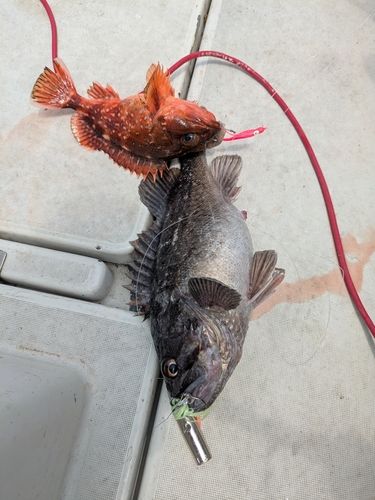 クロソイの釣果