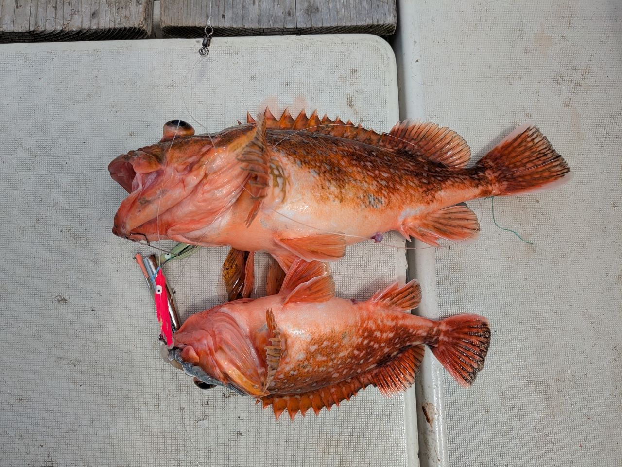 ウッカリカサゴ