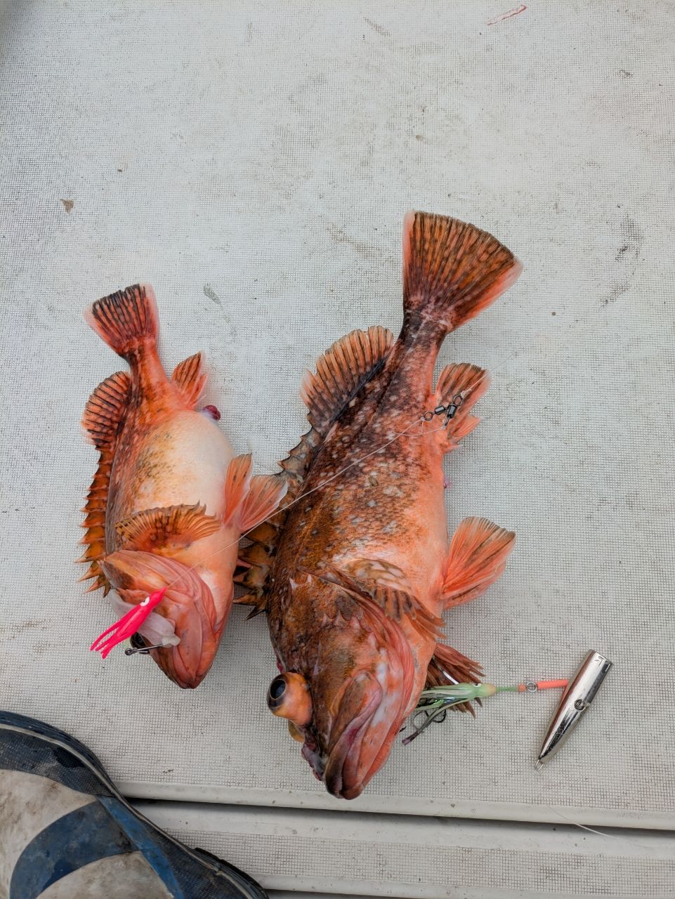 ウッカリカサゴ