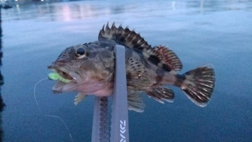 ガシラの釣果