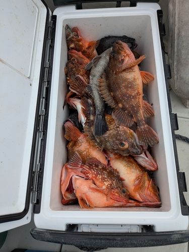 ウッカリカサゴの釣果