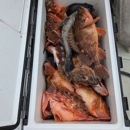 ウッカリカサゴ