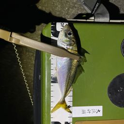 アジ