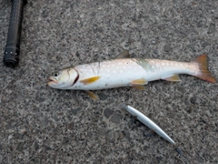 ウミアメの釣果