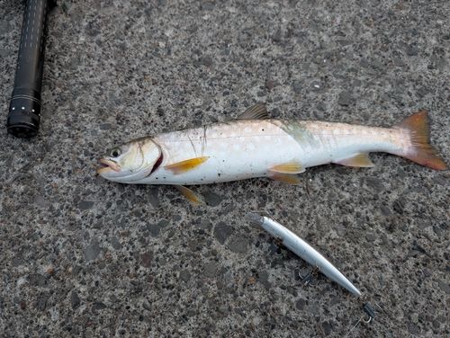 ウミアメの釣果