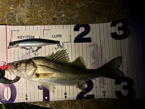 シーバスの釣果