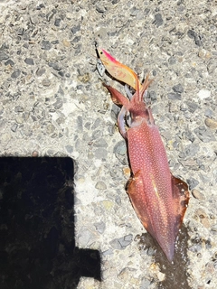 ケンサキイカの釣果