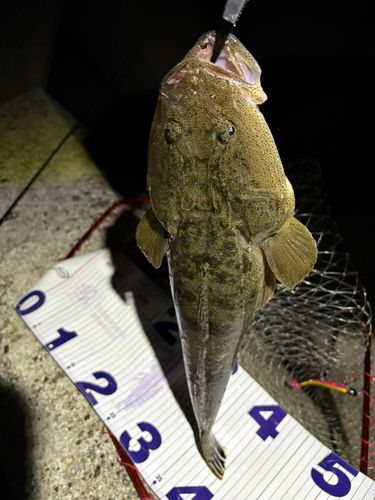 マゴチの釣果