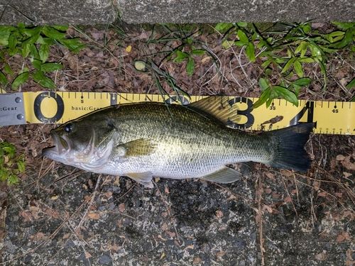 ブラックバスの釣果