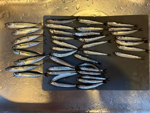カタクチイワシの釣果
