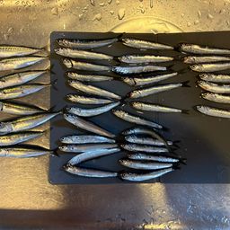 カタクチイワシ