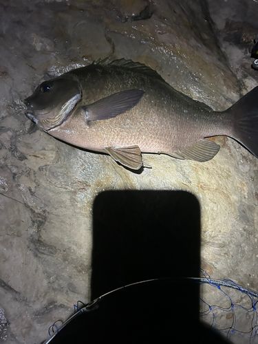 メジナの釣果
