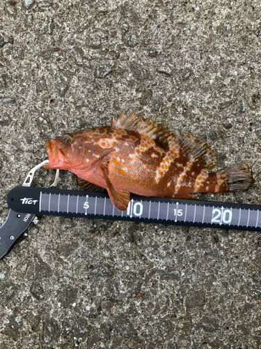 キジハタの釣果