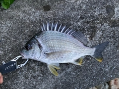 キビレの釣果